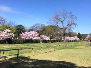 京都 下賀茂神社の桜の写真