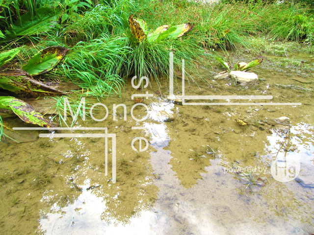 Photograph of water reflect the grass