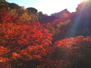 京都 東福寺の紅葉の写真