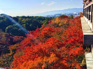 秋の京都 紅葉の写真