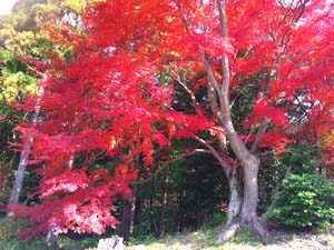 赤く染まる紅葉の木の写真