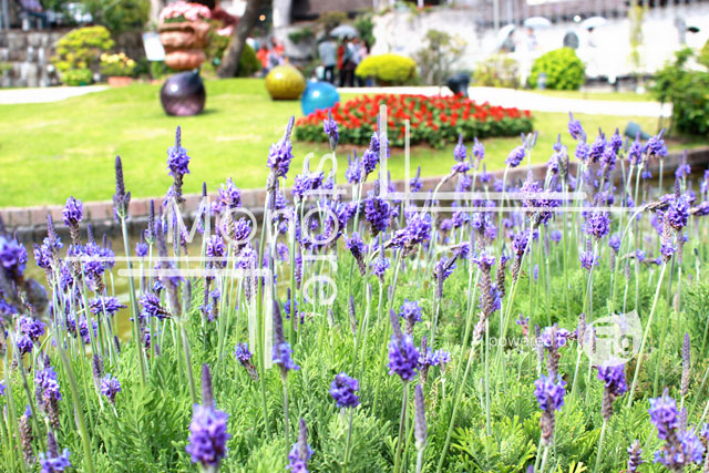 Photograph of purple lavender