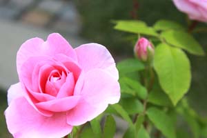 ピンクに色づく花の写真