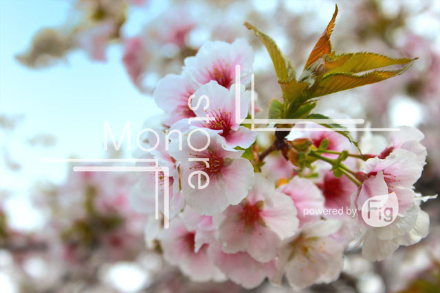 桜の花びらの写真