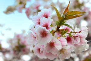 桜の花びらの写真