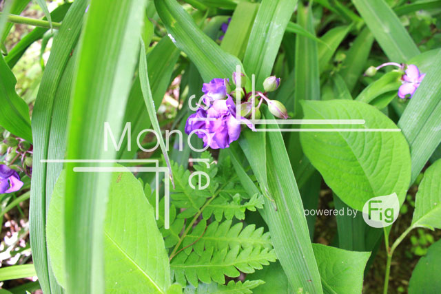 From between the leaves look a little purple flower Photograph