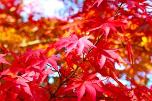 真っ赤な紅葉の葉の写真