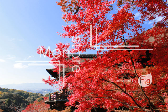 Photograph of the temple behind the Kyoto autumn leaves and the sky