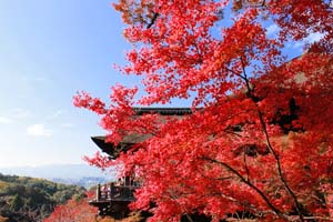 秋の京都 紅葉の奥に見える寺と空の写真