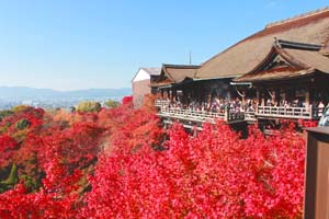 京都清水寺と真っ赤な紅葉の写真