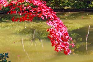 垂れ下がる紅葉の葉と池の写真