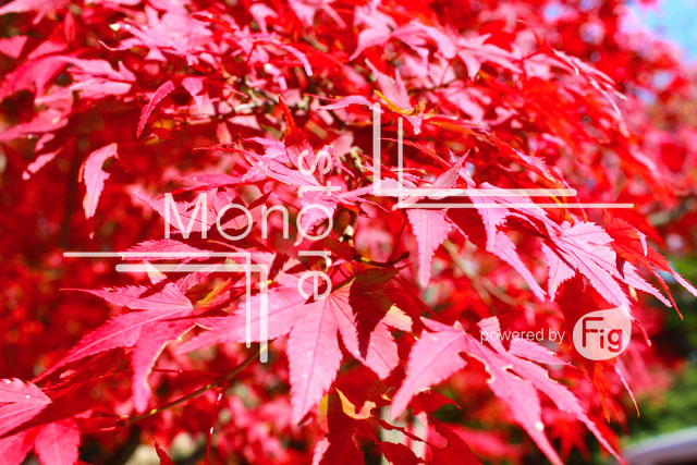 重なり合う紅葉の葉の写真