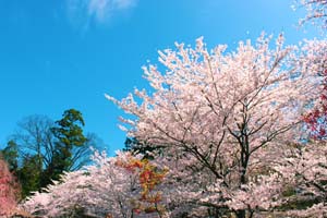 青空と桜の木の写真
