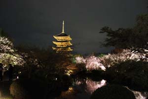 京都東寺の五重塔と桜のライトアップの写真