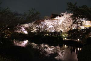 桜のライトアップの写真