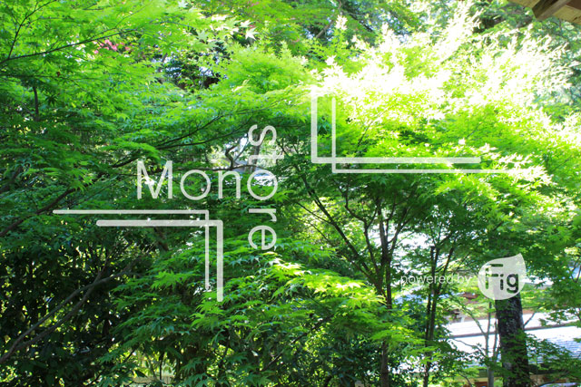 新緑が綺麗な公園の木の写真 Photo Photography Mono Store