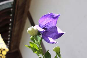 紫の桔梗の花と蕾の写真