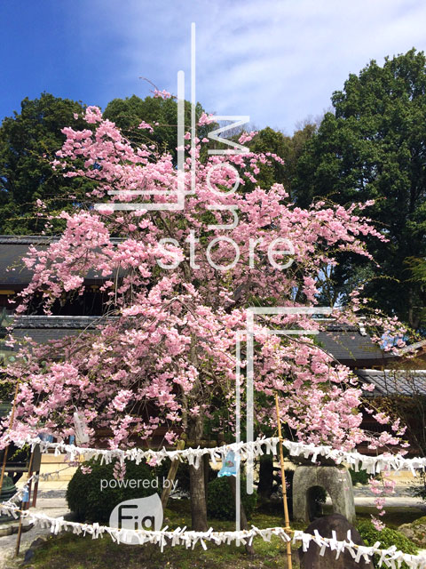 神社の境内に咲く桜の写真