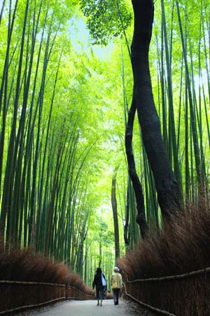 京都嵐山の竹林の写真