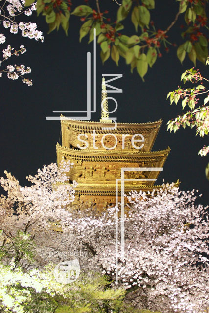 Five-storied pagoda at night and cherry blossom Photograph