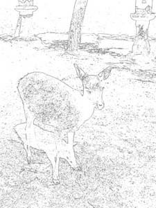 colorsheet 宮島に生息する鹿のぬり絵20007