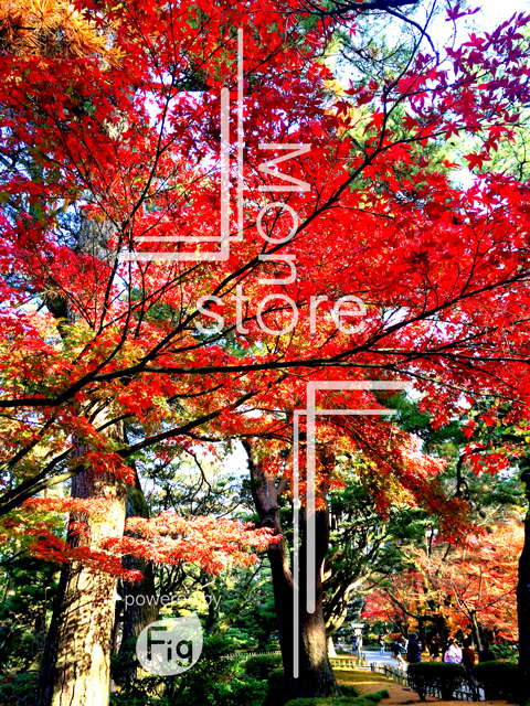 p10095 and 6 Park fall foliage Photograph
