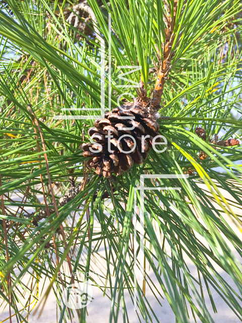 Photos of pine cones and pine needles