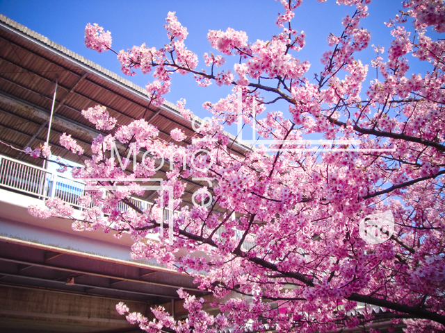 河津桜と京急三浦海岸駅の写真