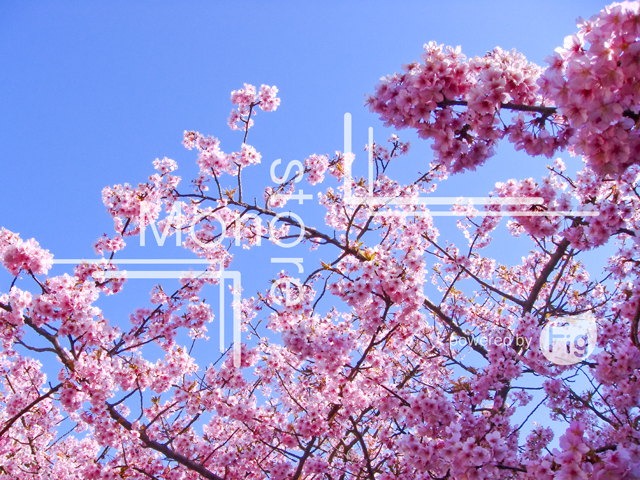 河津桜と青空の写真