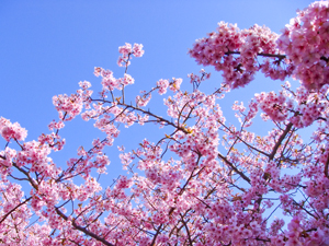 河津桜と青空の写真