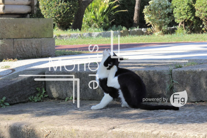 cats_photography2041