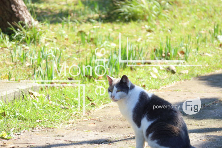 cats_photography2286