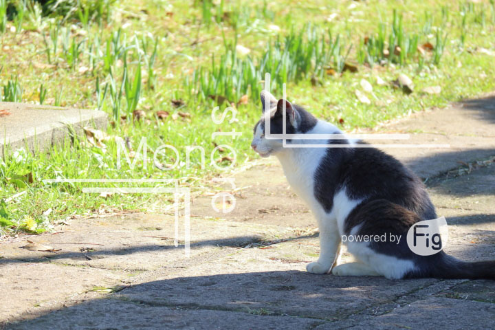 cats_photography2287