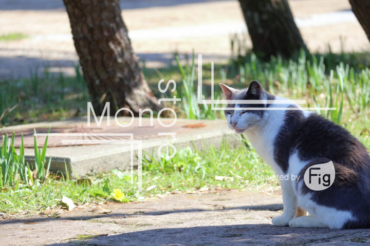 cats_photography2291