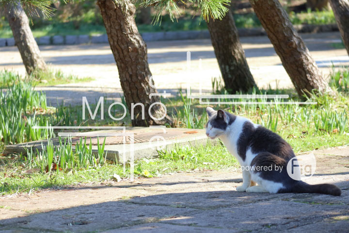 cats_photography2297