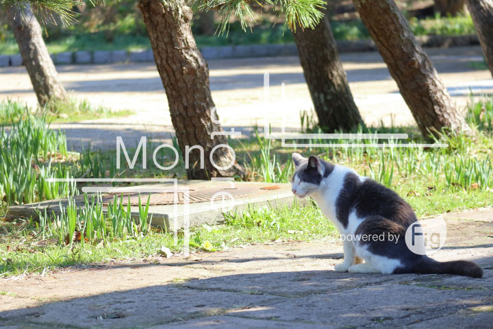 cats_photography2299