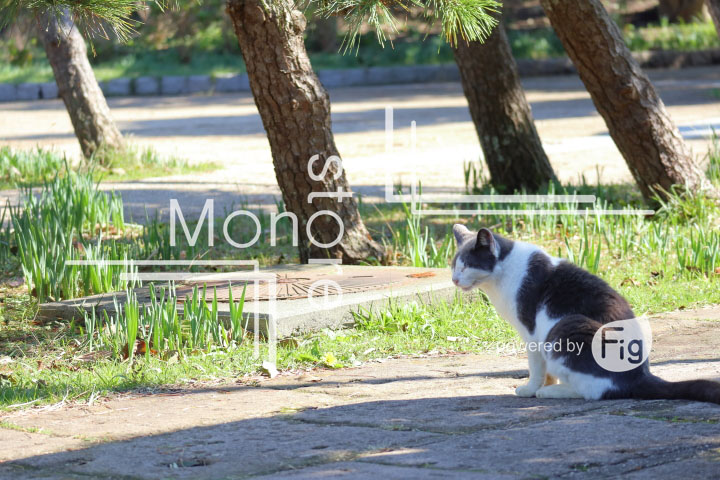 cats_photography2300