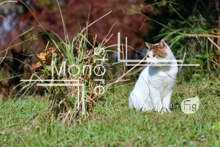 cats_photography2317