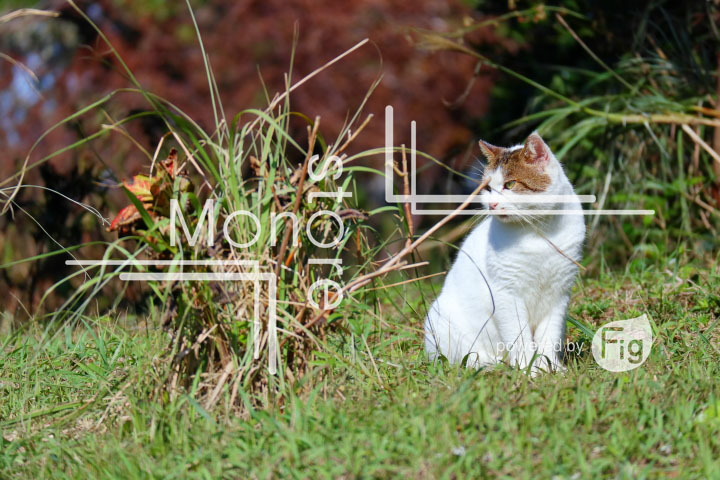 cats_photography2318