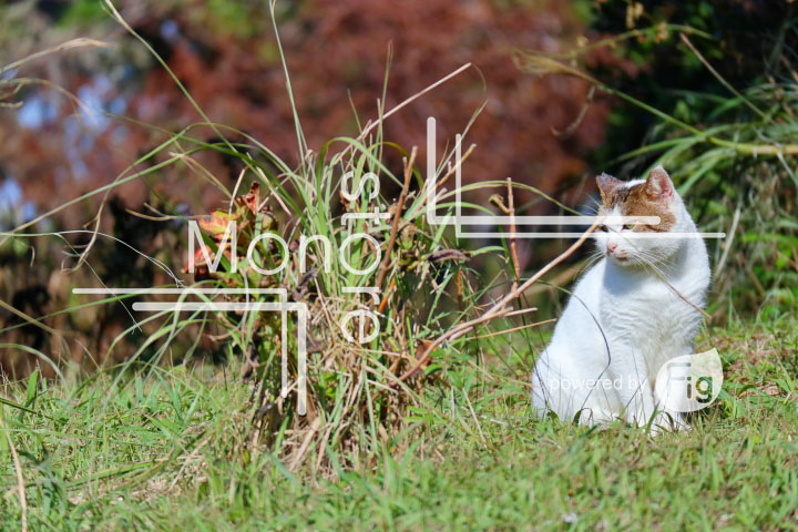 cats_photography2319