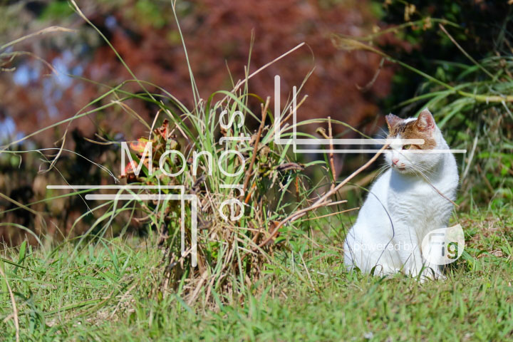cats_photography2320
