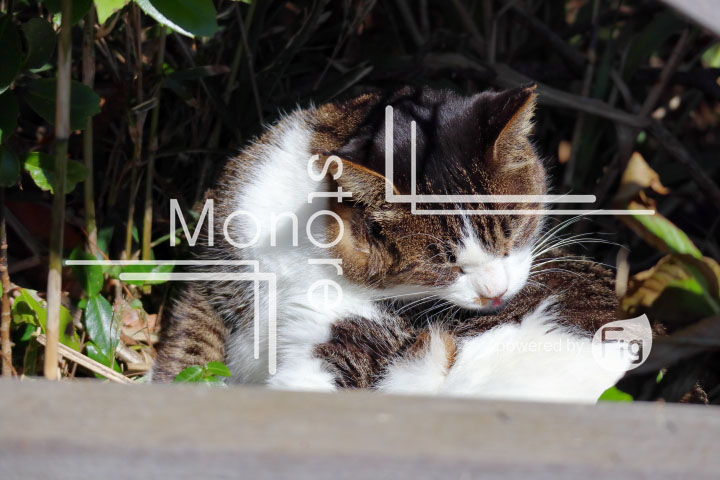 cats_photography2554