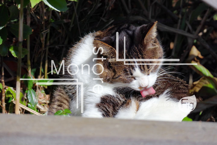 cats_photography2555