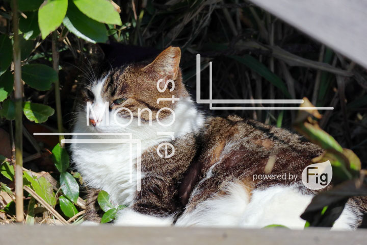 cats_photography2602