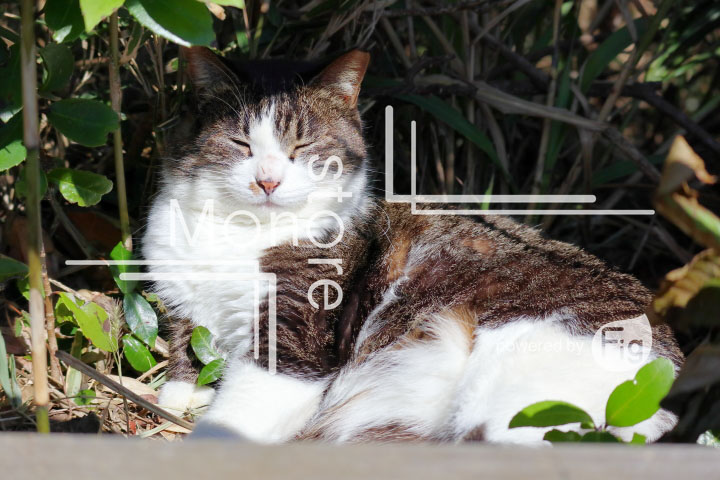 cats_photography2606