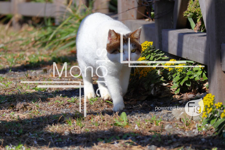 cats_photography2719