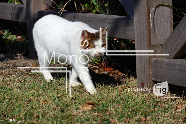 cats_photography2722