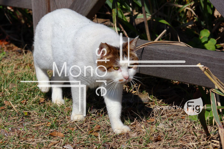 cats_photography2723