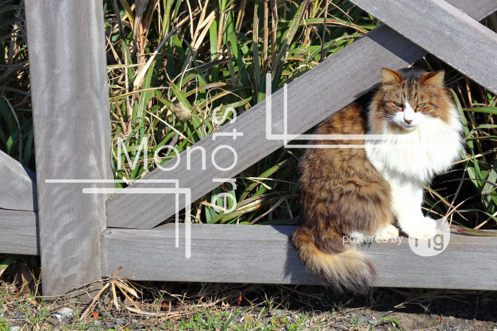 cats_photography2726