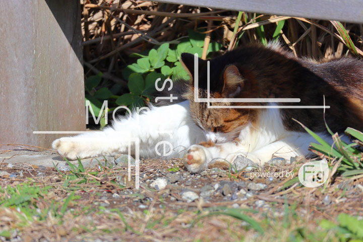 cats_photography2729